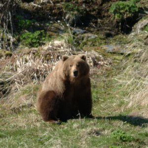 Media 'Kodiak bears' in album 'I still haven't seen the boat in person!!!'