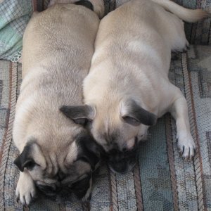 Media 'C-Pug and C-Chug (chihuahua/pug)' in album 'I still haven't seen the boat in person!!!'
