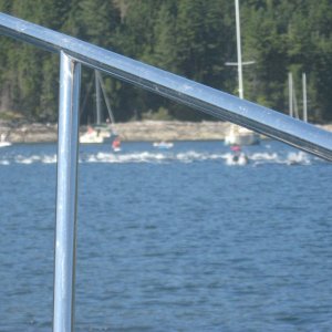 Media 'Pod of dolphins in Gorge Harbour' in album 'Squitty Bay.  South end Lasqueti'