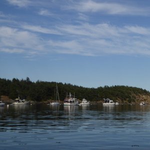 There were still 7 buoys at Sucia's busiest harbor when I arrived Friday evening of a double holiday weekend (Canada Day and 4th of July)