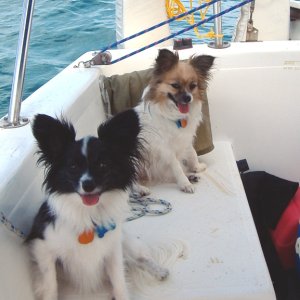 Daisy & Dabber...the Papillons