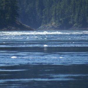 Princess Louisa Trip, 07-10 029 Sechelt Rapids