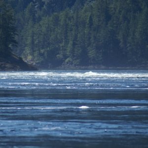 Princess Louisa Trip, 07-10 033 Sechelt Rapids