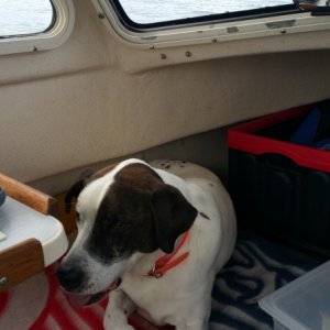 Media 'C doggie' in album 'Using an anchor buddy off Posey island'