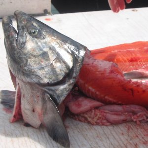 (Juneau_Jason) First Chinook