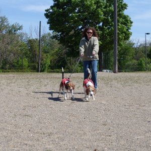 We come to Detroit for the high stakes beagle fights.