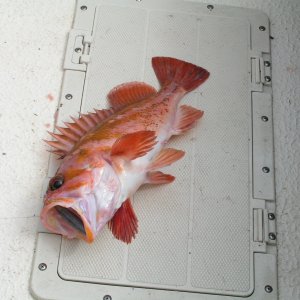Later, Melinda caught 2 fish on 1 hook, 2nd one on a wedged weight!