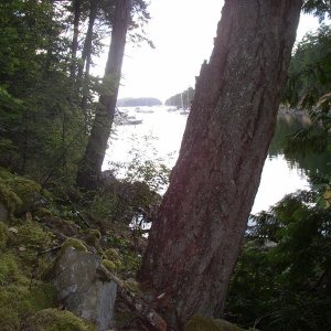 Princess Cove, Wallace Island