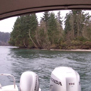 Media 'Sea Otters' in album '(C-Time) Dory Fishing'
