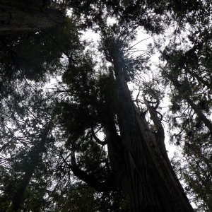 One of the highlights was stopping and looking up.  Huge twisted spruce and cedars, probably still there because the ocean winds had reduced their value as lumber.