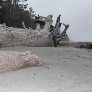 It is possible that this cedar log has been here all that time.