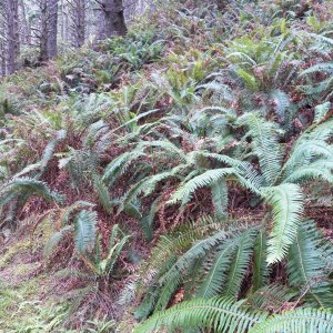 Media 'Is it to the left?  Nope.  40 minutes of bushwhacking and I found the trail at the top of the ridge.' in album 'This is the launch by the Ozette Ranger Station.  I had heard that it was shallow and didn't have a dock, but that has changed.'