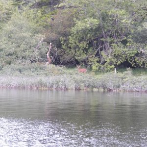 Back in civilization, I saw this buck on the shore.