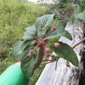 The understory along the shoreline was mostly wild crab apple.