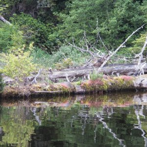 Media 'Diverse vegetation growing on the downed timber.' in album 'This is the launch by the Ozette Ranger Station.  I had heard that it was shallow and didn't have a dock, but that has changed.'
