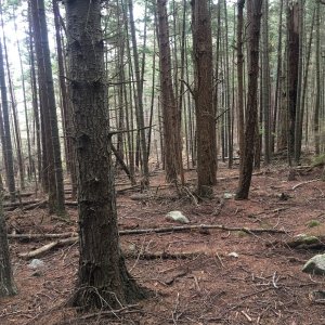 Media 'Not the healthiest forest on James' in album 'Another early morning start, October 13, 2019'