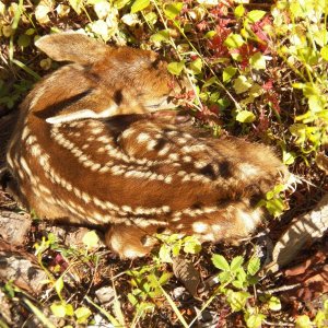 Day one for a fawn hiding in the wild strawberries next to the garage.