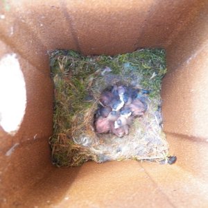 Media 'I wasn't the only one who had a birthday on Sunday.  These are Chickadees.  The inside of the nest box 3.5 x 3.5 inches.' in album 'Day one for a fawn hiding in the wild strawberries next to the garage.'