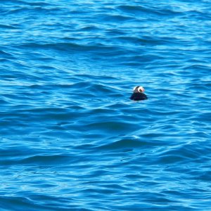 Media 'Tufted puffin near Smith Island.' in album 'Day one for a fawn hiding in the wild strawberries next to the garage.'