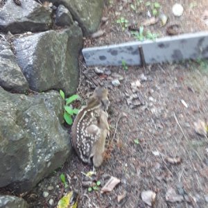 Media 'Right on the path to the garage this year.' in album 'Day one for a fawn hiding in the wild strawberries next to the garage.'