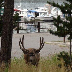mule deer by Bridge Bay Marina during C-Dory Gathering