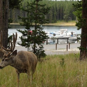 Media 'DSC02149' in album 'mule deer by Bridge Bay Marina during C-Dory Gathering'