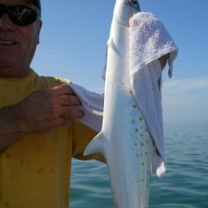 On the Spanish Mackerel