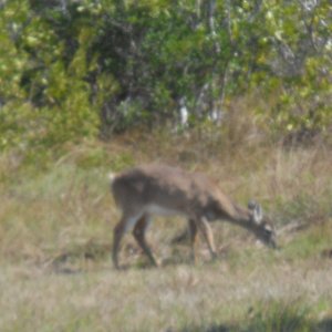 Key Deer 1