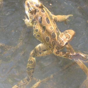 Frog on Trail to End of Oak Canyon 9-19-09.Sized