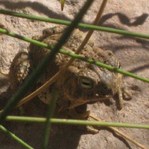 Another Frog on Trail to End of Oak Canyon 9-19-09.Sized