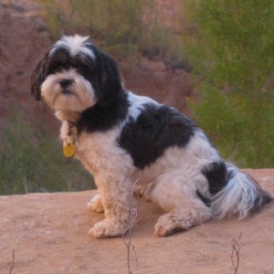 Baxter on Explorer Canyon Trail 9-21-09.Sized