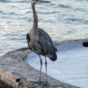 (Pat Anderson) A Bird
