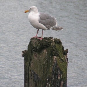 Media '(Pat Anderson) A Seagull' in album '(Pat Anderson) Patricia Anne and Daydream (Daydream on Right!)'