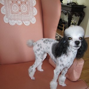 Poodle the boat dogs summer cut