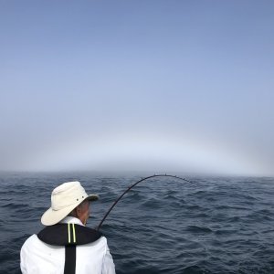 Newport - Fogbow