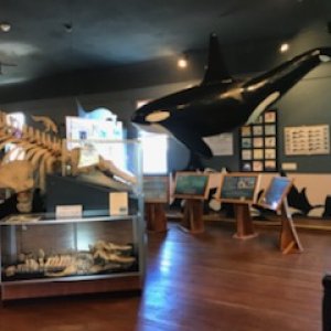 The Whale Museum