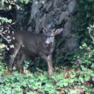 Deer at Roche Harbor