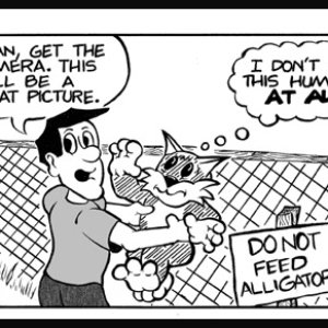 Don't feed the alligators
