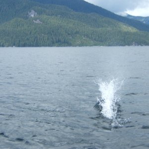 Media 'Dolphins faster than photographer' in album 'Bishop Bay'