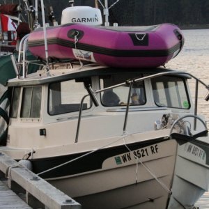 Lil Teal at Port McNiel
