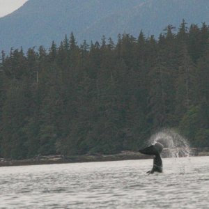 Orca