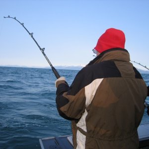 Catching halibut