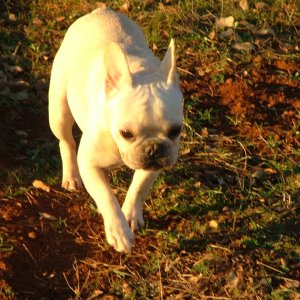 Bella the Frenchie.