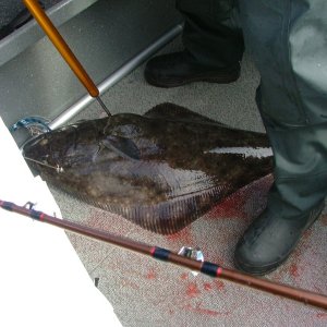 Media '38\" Halibut from the Chicken Ranch off Newport..' in album 'Welcome home!!!'