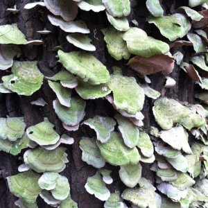 Interesting fungi