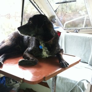 Dog perch.