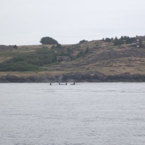 Orcas