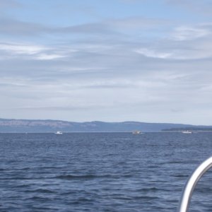 Boats following Orca Whales in the San Juan Islands