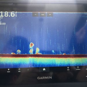 Traditional Sonar showing upper baitfish (smelt) bait balls and larger prey (coho, whitefish, lake trout)