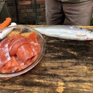 Spring Coho fillets and a Lake Whitefish